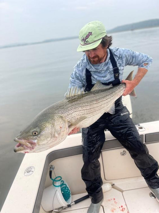 June 23rd - Striped Bass are Finicky Fish