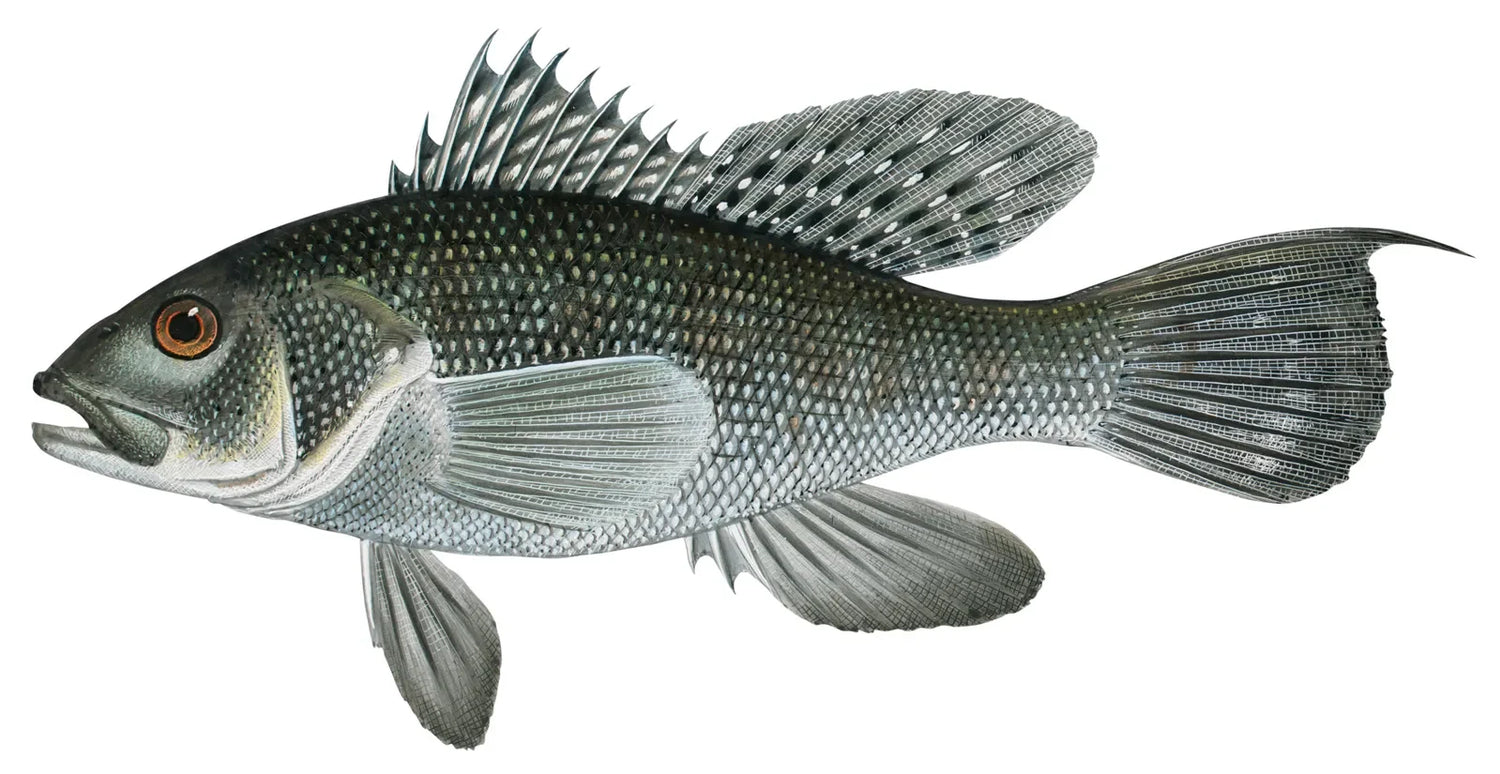 Sea Bass Rigs