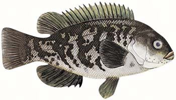 Blackfish/Tautog Rigs