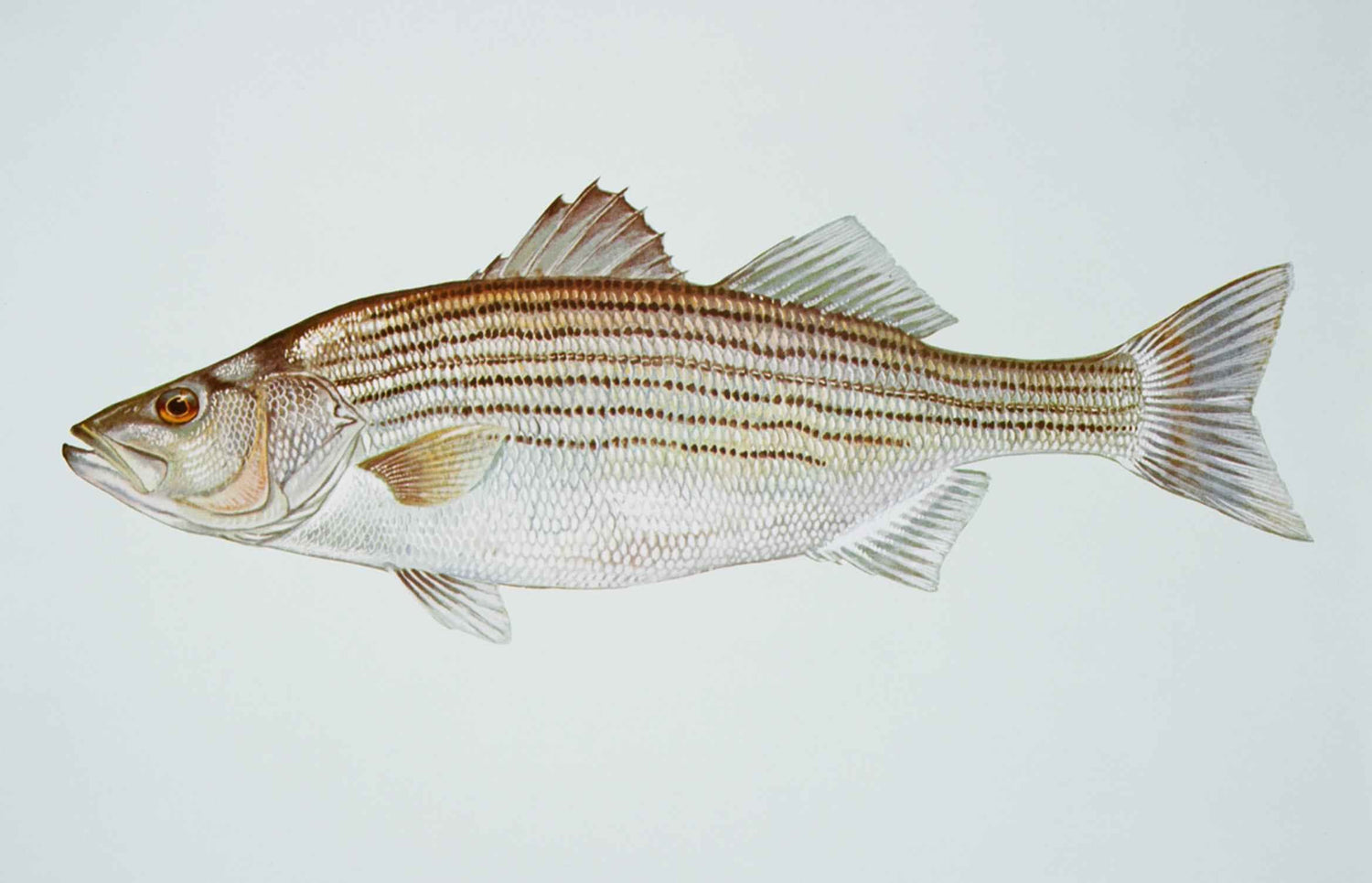 Striped Bass Rigs
