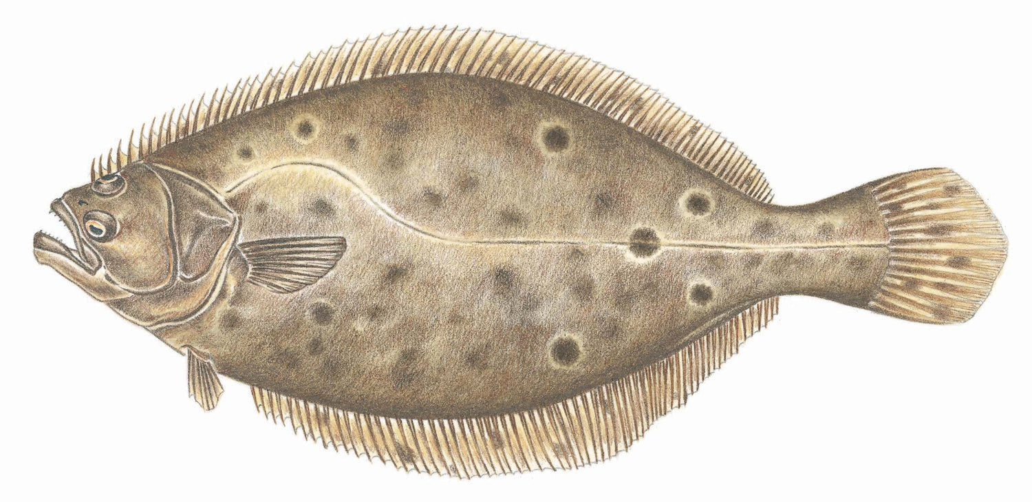 Fluke/Flounder Rigs